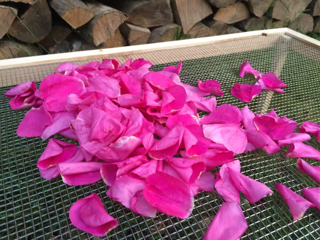 Płatki róży o cudownym intensywnym różowym kolorze położone na siatce by suszyć zioła