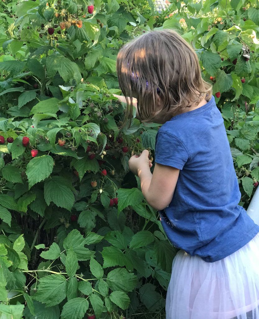 Dziecko zbiera maliny, dojrzałe owoce.