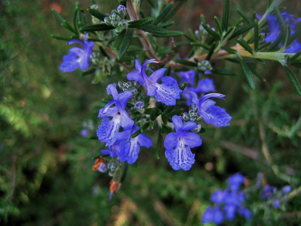 Kwiaty rozmarynu są w kolorze niebiesko fioletowym